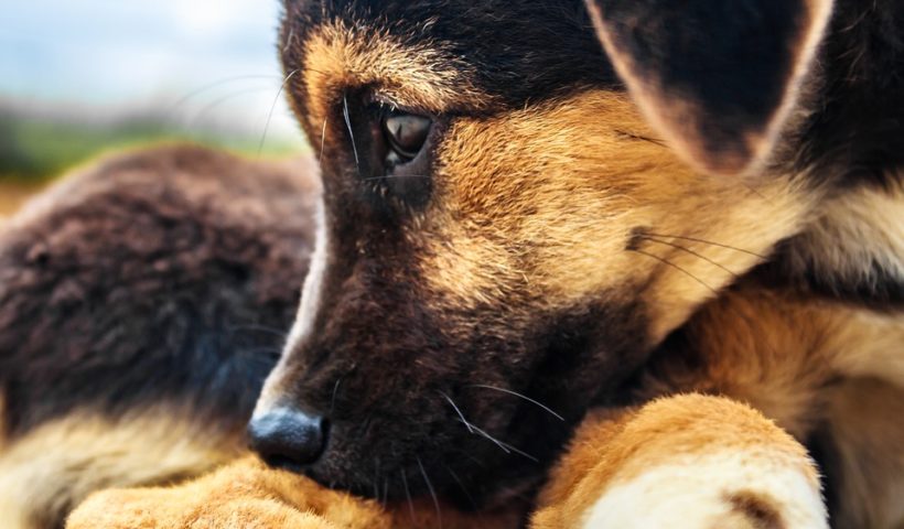 Cucciolo di cane