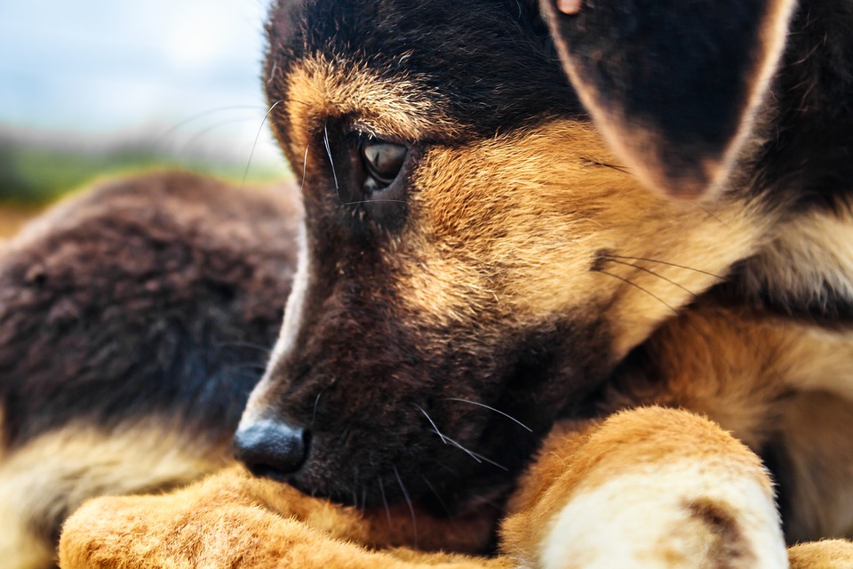 Cucciolo di cane