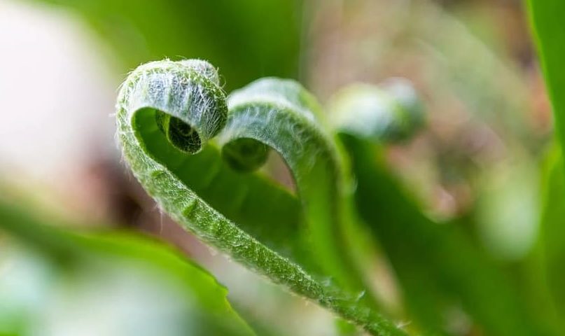 #MeseSospeso Cuore verde