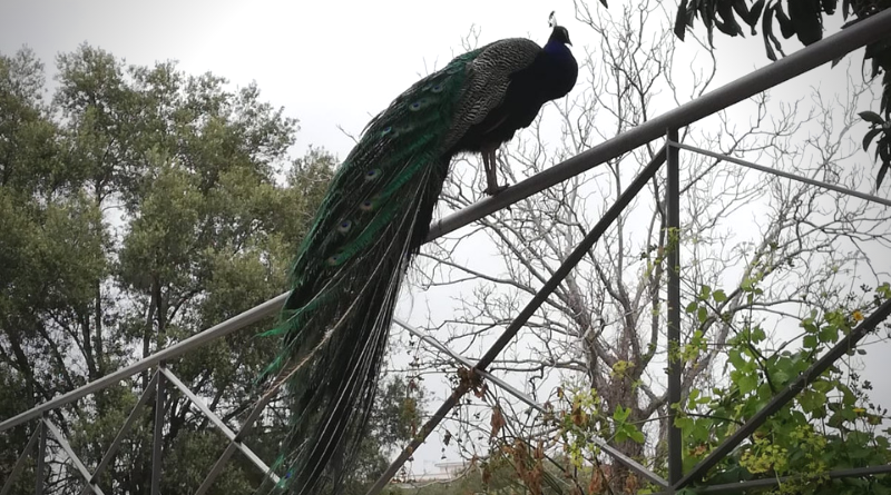 Un pavone appollaiato su uno steccato nei pressi del bosco di Portici.